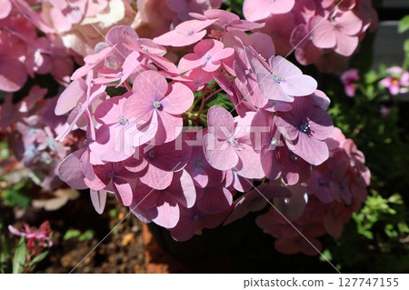 Hydrangea Lagrange Aurora Hydrangea Lagrange Aurora 127747155