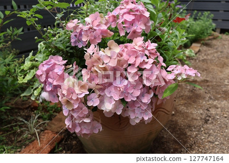 拉格朗日極光繡球花種植 拉格朗日極光繡球花種植 127747164