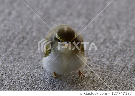Young Japanese bush warbler Young Japanese bush warbler 127747183