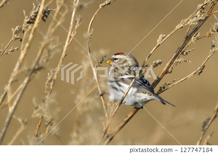 A redpoll resting on mugwort A redpoll resting on mugwort 127747184
