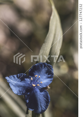 Blue and purple summer garden plants and flowers Belarus. Blue and purple summer garden plants and flowers Belarus. 127747232