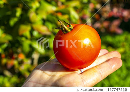Delicious red tomato from the garden on your hand Belarus. Delicious red tomato from the garden on your hand Belarus. 127747236
