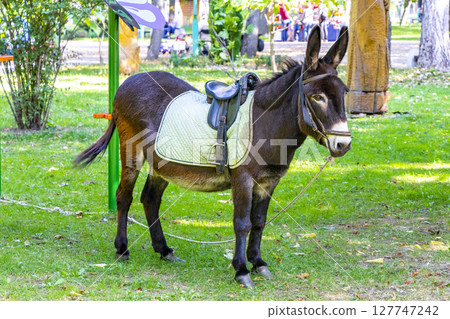 Donkey with saddle in the green park in Brest Belarus. Donkey with saddle in the green park in Brest Belarus. 127747242