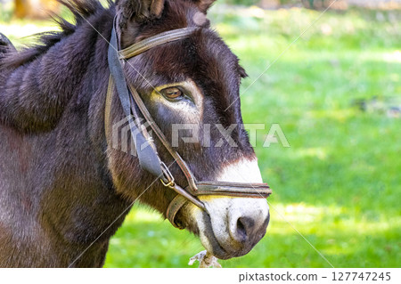 Donkey with saddle in the green park in Brest Belarus. Donkey with saddle in the green park in Brest Belarus. 127747245