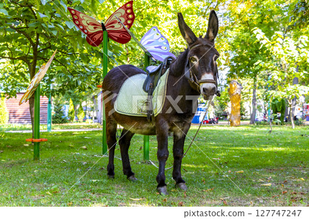 Donkey with saddle in the green park in Brest Belarus. Donkey with saddle in the green park in Brest Belarus. 127747247
