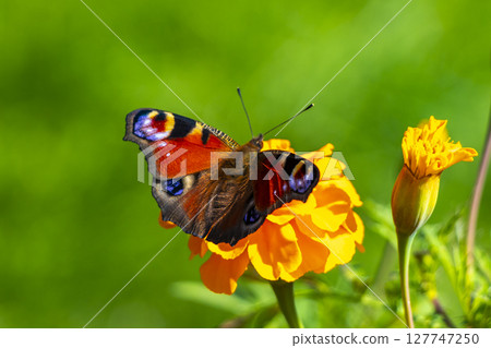 Large peacock butterfly on yellow flower blossoms in Brest Belarus. Large peacock butterfly on yellow flower blossoms in Brest Belarus. 127747250