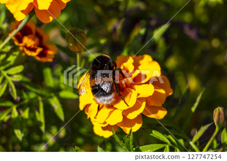 Bee bumblebee collects nectar from yellow flower blossom Brest Belarus. 127747254