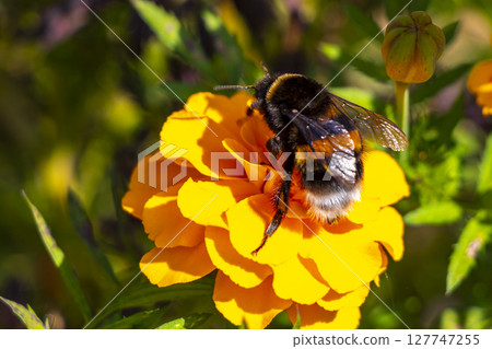 Bee bumblebee collects nectar from yellow flower blossom Brest Belarus. 127747255