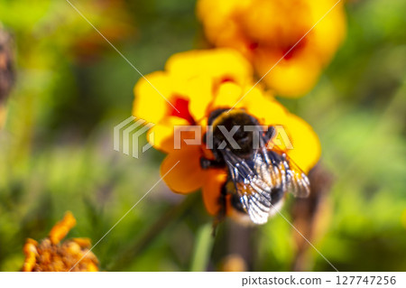 Bee bumblebee collects nectar from yellow flower blossom Brest Belarus. Bee bumblebee collects nectar from yellow flower blossom Brest Belarus. 127747256