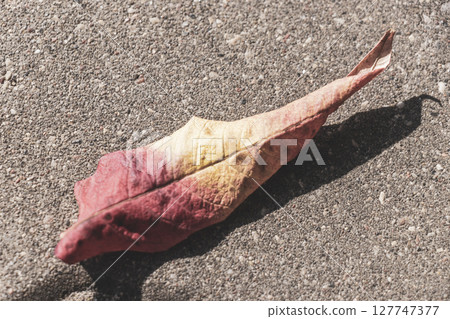 Colorful foliage on the floor with red orange yellow gradient. Colorful foliage on the floor with red orange yellow gradient. 127747377