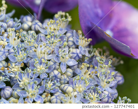 Small true flower of hydrangea 127747401