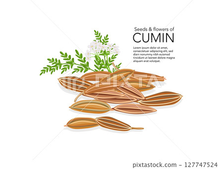 Cumin seed with flowers and leaves vector illustration Cumin seed with flowers and leaves vector illustration 127747524