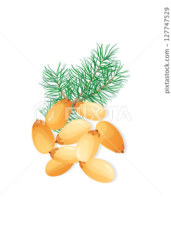 Pine nuts isolated on a white background 127747529