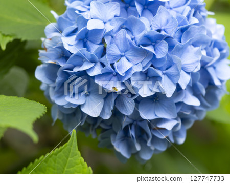 Blue hydrangea and small hoverfly Blue hydrangea and small hoverfly 127747733