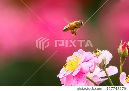 粉紅色的花和一隻蜜蜂採集花粉 127748279
