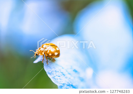 一隻瓢蟲停在一朵藍色的花上 一隻瓢蟲停在一朵藍色的花上 127748283