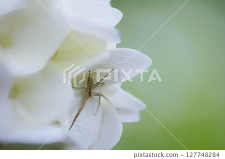 蜘蛛躲在繡球花裡 蜘蛛躲在繡球花裡 127748284