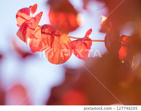 街樹與明亮的紅色葉子 街樹與明亮的紅色葉子 127748285