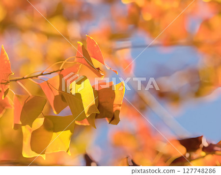 Autumnal roadside trees 127748286
