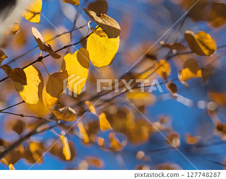 Roadside trees colored yellow 127748287