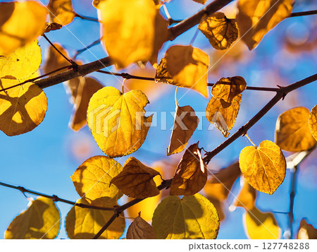 The street tree that turns autumn leaves 127748288
