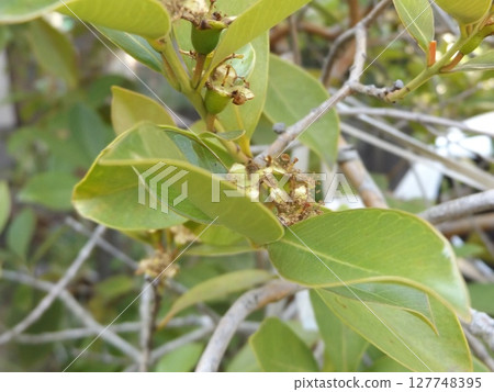 盛產熱帶水果番石榴花的地方 盛產熱帶水果番石榴花的地方 127748395