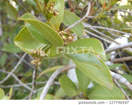 A place where the abundant tropical fruit guava flowers turn into fruit A place where the abundant tropical fruit guava flowers turn into fruit 127748397