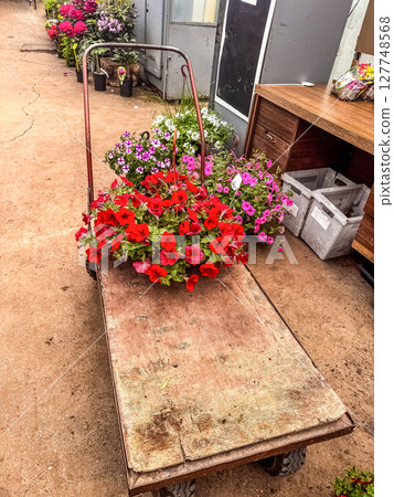 Red Petunias on Wooden Cart in Garden Store Aisle. High quality photo Red Petunias on Wooden Cart in Garden Store Aisle. High quality photo 127748568