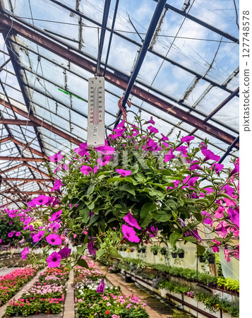 Close-up of hanging pink petunias and thermometer inside flower greenhouse. High quality photo 127748578