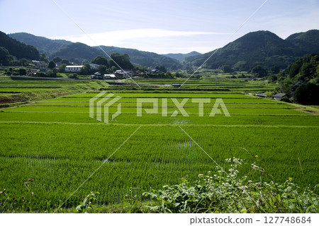 連結梯田遺產:比波三河內梯田:清爽的早晨 連結梯田遺產:比波三河內梯田:清爽的早晨 127748684