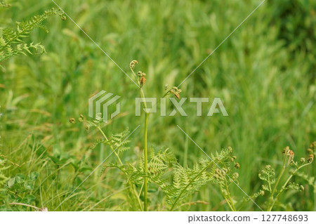 山中野生的蕨類植物 - “野生植物” 山中野生的蕨類植物 - “野生植物” 127748693