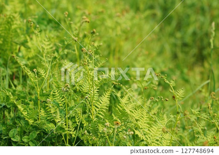 Bracken growing wild in the mountains - "Wild plants" 127748694