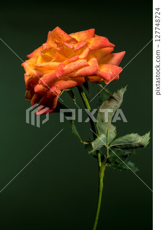 Vibrant Orange Rose with Raindrops on a Dark Green Background Vibrant Orange Rose with Raindrops on a Dark Green Background 127748724