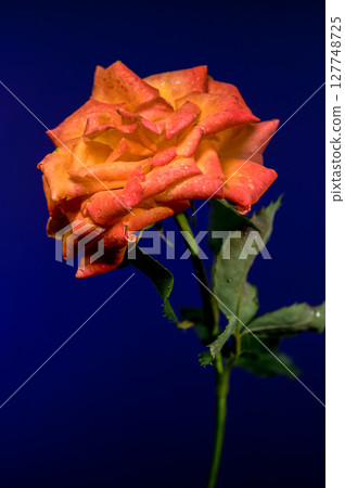 Vibrant Orange Rose with Raindrops on a Deep Blue Background Vibrant Orange Rose with Raindrops on a Deep Blue Background 127748725
