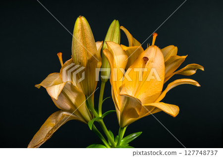Bright Yellow Lilies and Buds on a Dark Background 127748737