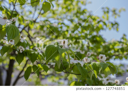 Spring scenery with flowering dogwoods and fresh greenery along the road 127748851