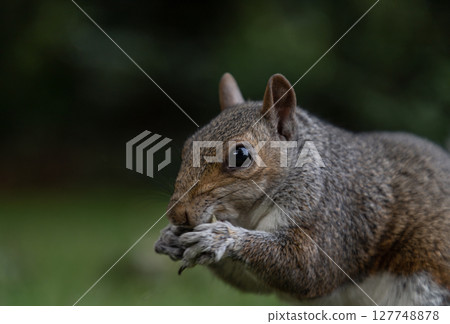 Close-up of A cute Eastern Gray Squirrel (Sciurus carolinensis) is standing on its hind legs in the park. 127748878