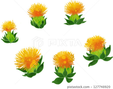 紅花插圖素材 紅花插圖素材 127748920