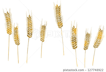 Wheat illustration material 127748922