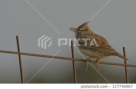 Crested Lark - Galerida cristata, Crete 127748967