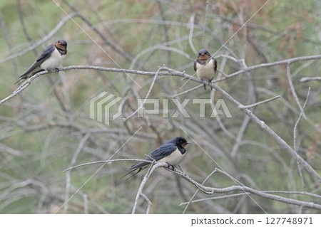 Barn swallow - Hirundo rustica, Greece 127748971
