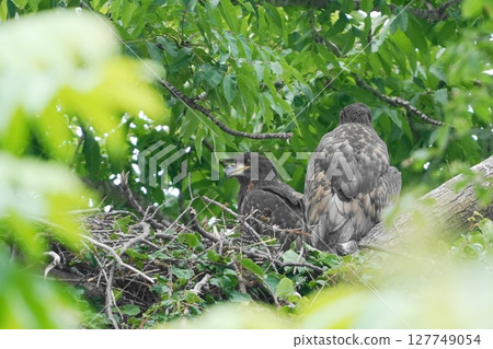 A white-tailed eagle chick on the nest 127749054