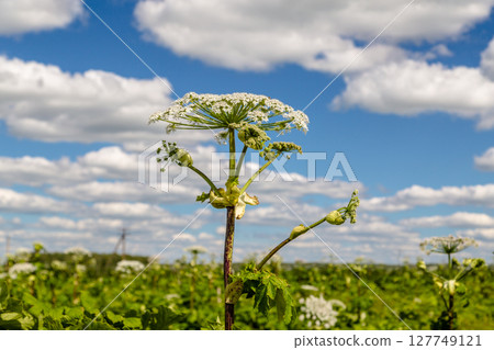 Heracleum Sosnowskyi contain the intense toxic allergen furanocoumarin Heracleum Sosnowskyi contain the intense toxic allergen furanocoumarin 127749121