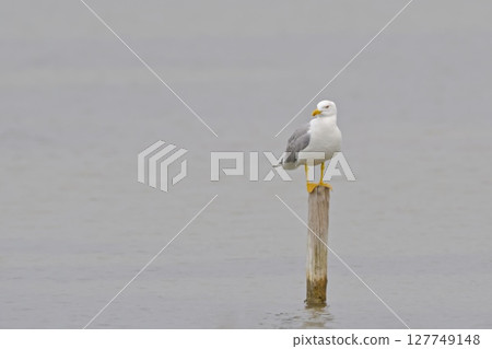 Yellow-legged Gull (Larus michahellis), Greece 127749148