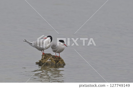 Common Tern (Sterna hirundo), Greece Common Tern (Sterna hirundo), Greece 127749149