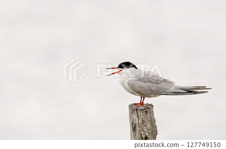 Common Tern (Sterna hirundo), Greece Common Tern (Sterna hirundo), Greece 127749150