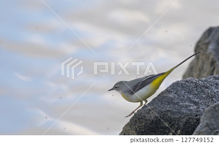 Grey Wagtail (Motacilla cinerea), Greece 127749152