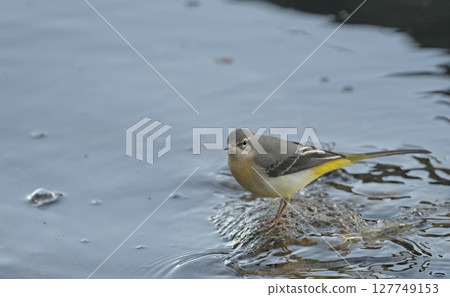 Grey Wagtail (Motacilla cinerea), Greece 127749153