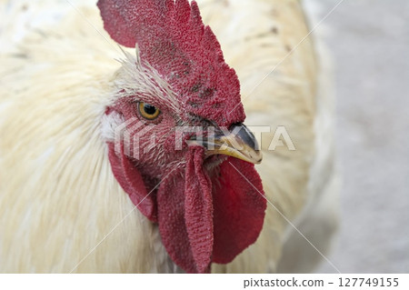 White rooster ((Gallus gallus) portrait, Greece 127749155
