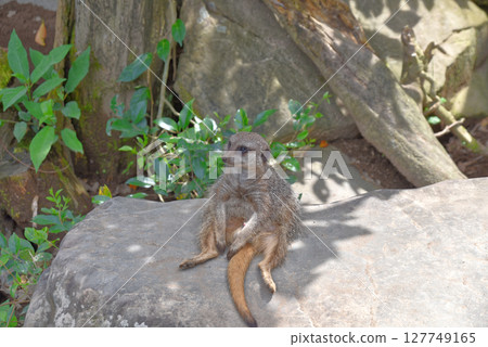 An adorable meerkat 127749165